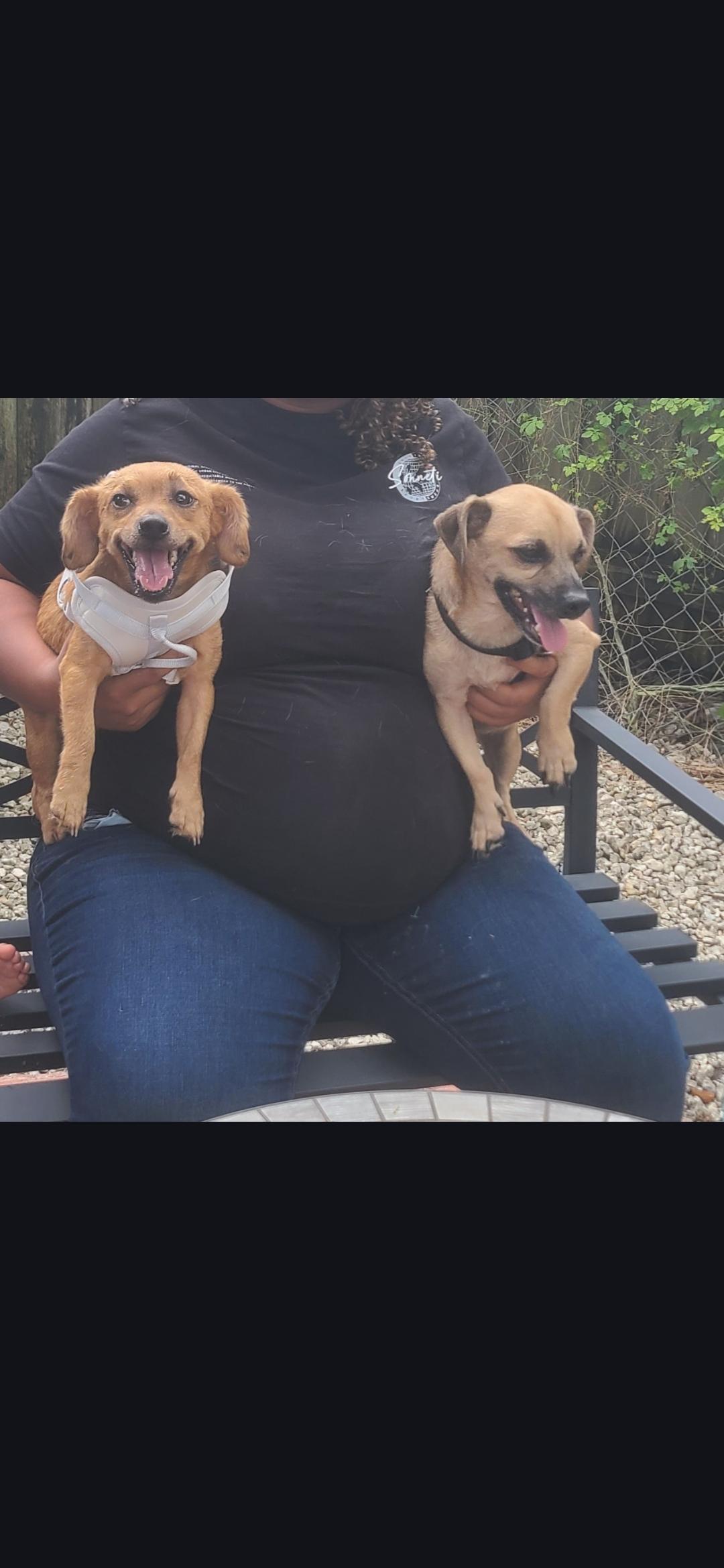 Ollie, a Adoptable mixed breed in Miami, FL image 2/2