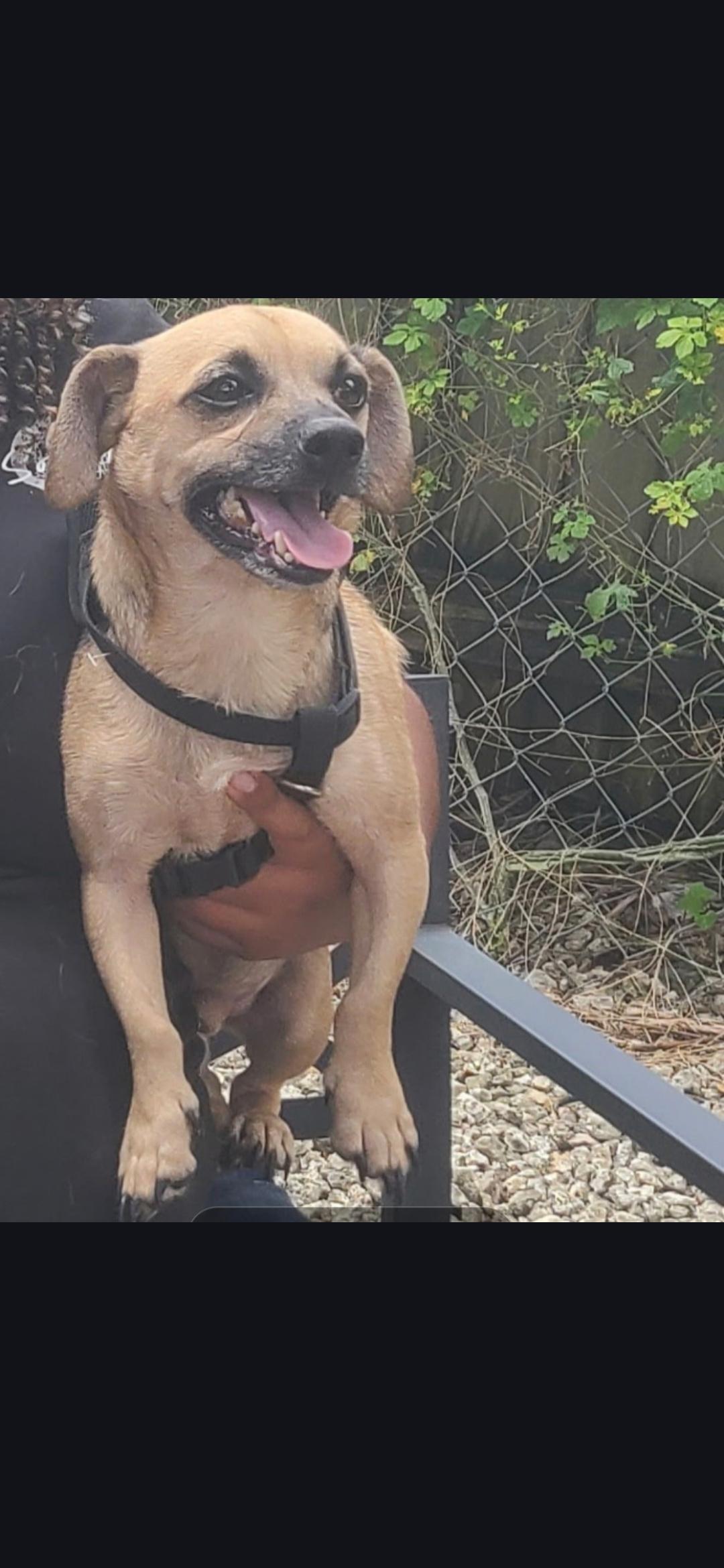 Enlarge Ollie, a Adoptable mixed breed in Miami, FL image 1/2