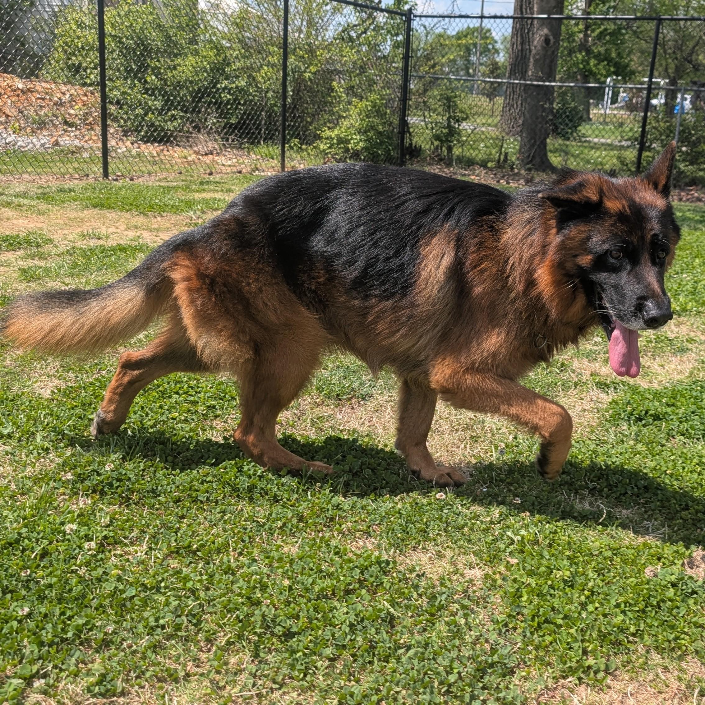 Enlarge Edgar, a ADOPTABLE German Shepherd Dog in Lowell, AR image 4/6