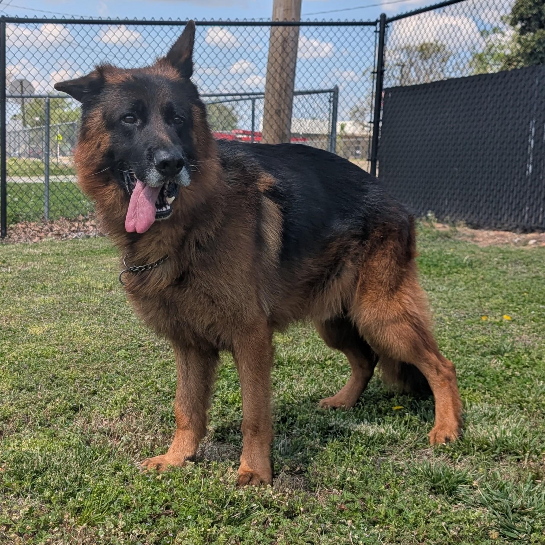 Enlarge Edgar, a ADOPTABLE German Shepherd Dog in Lowell, AR image 3/6