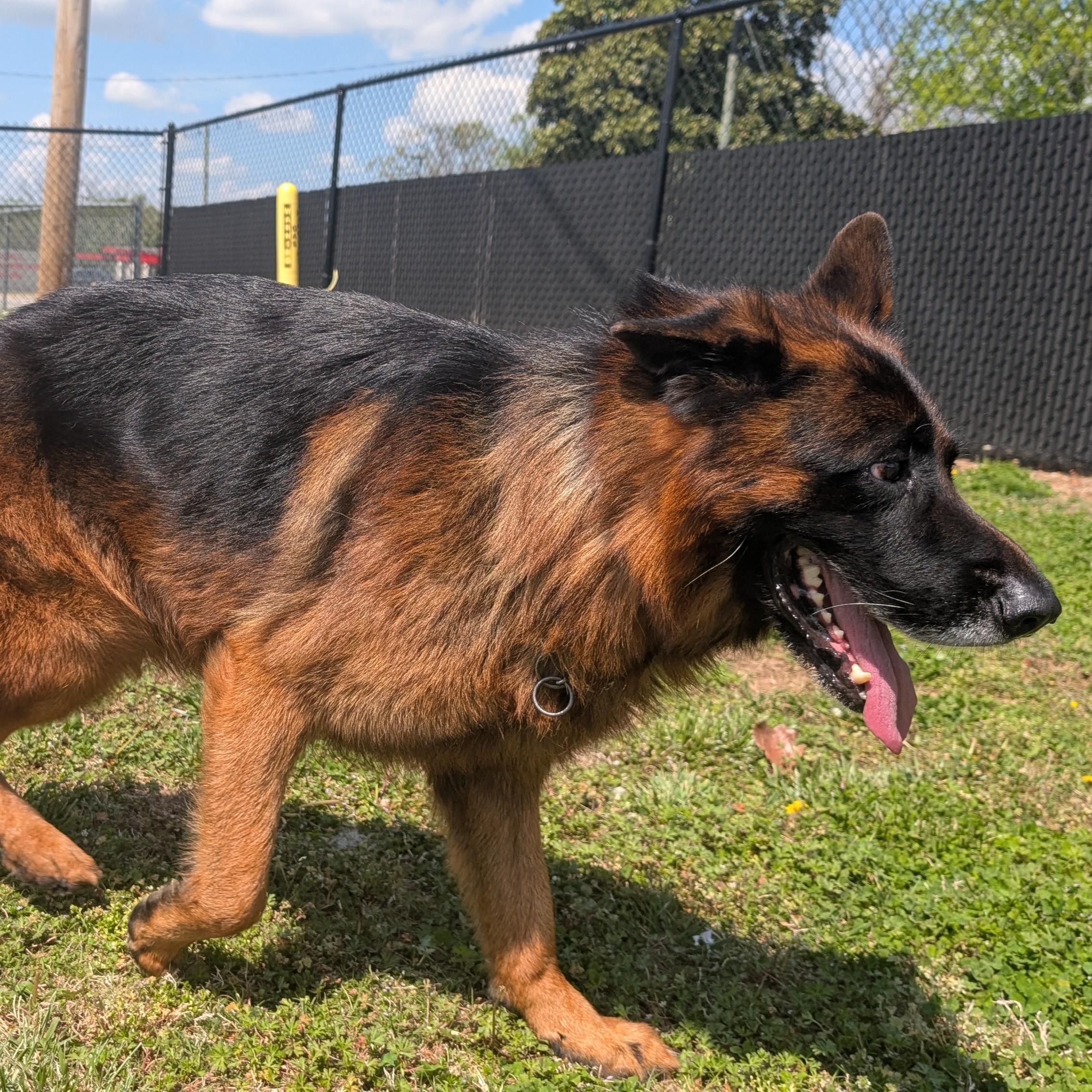 Enlarge Edgar, a ADOPTABLE German Shepherd Dog in Lowell, AR image 2/6