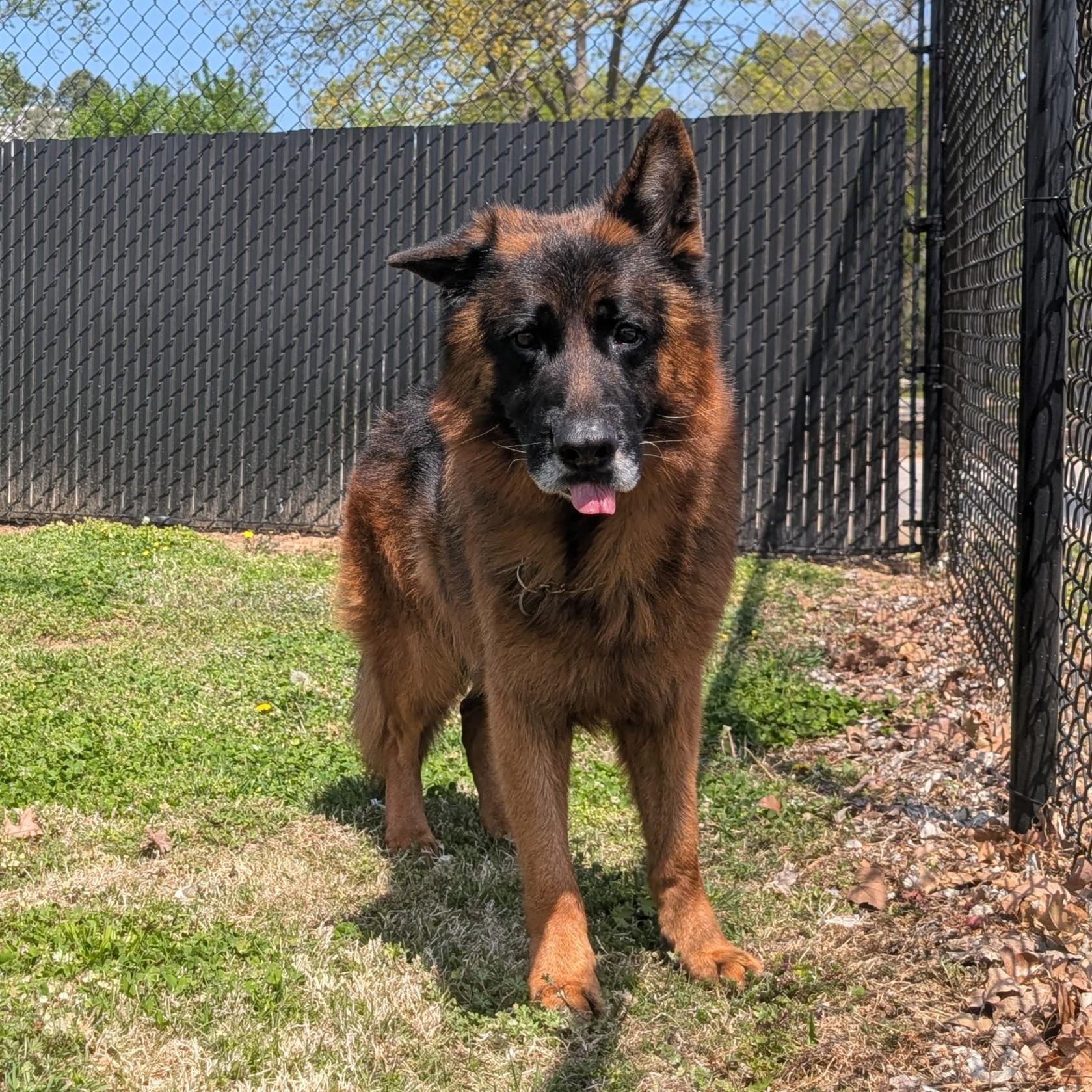 Edgar, ADOPTABLE, Adult Male German Shepherd Dog.