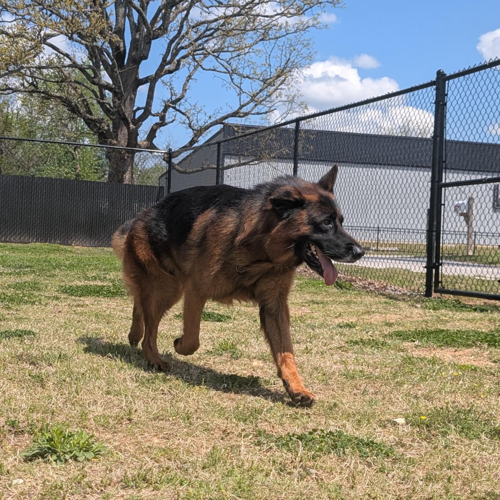 Enlarge Edgar, a ADOPTABLE German Shepherd Dog in Lowell, AR image 6/6