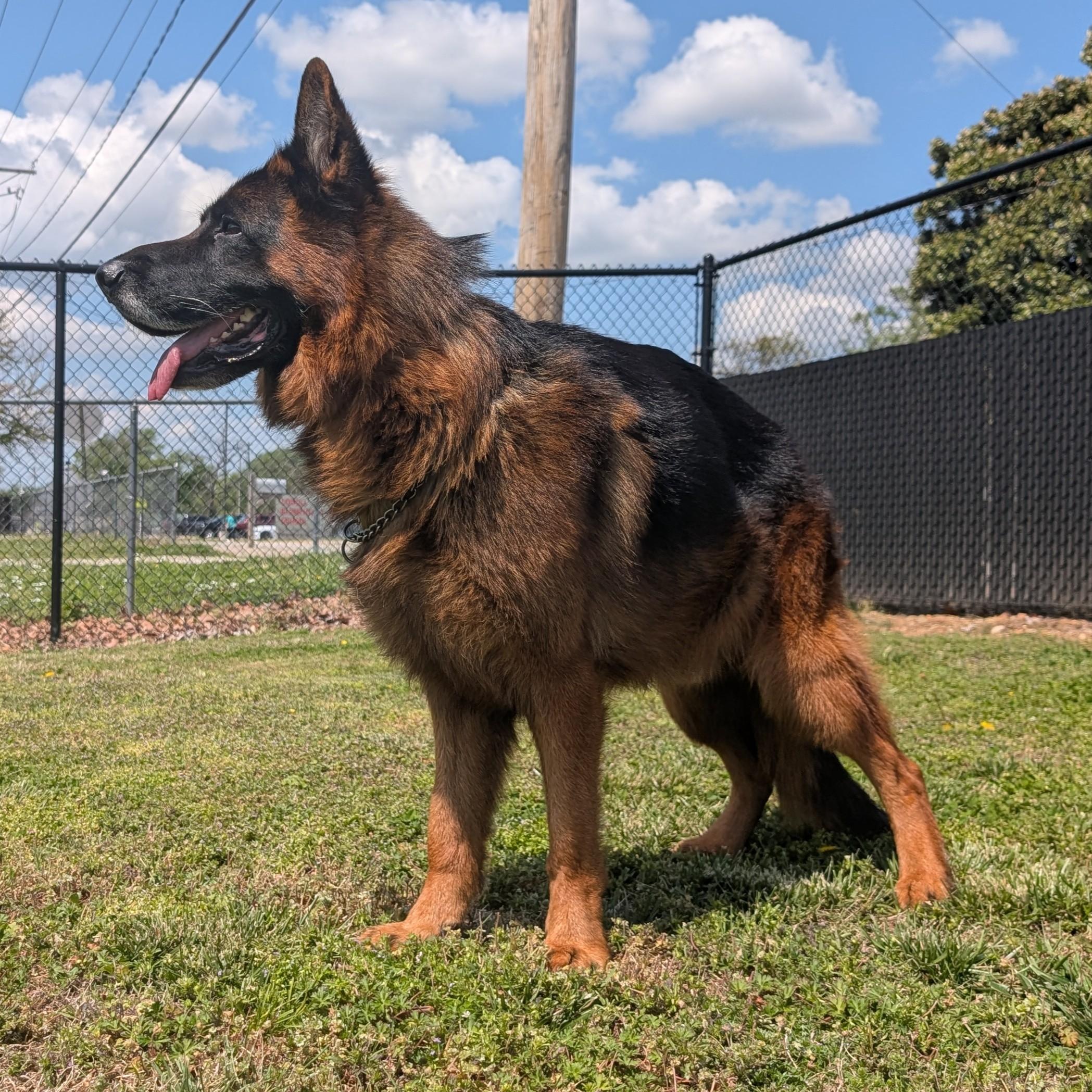 Enlarge Edgar, a ADOPTABLE German Shepherd Dog in Lowell, AR image 5/6