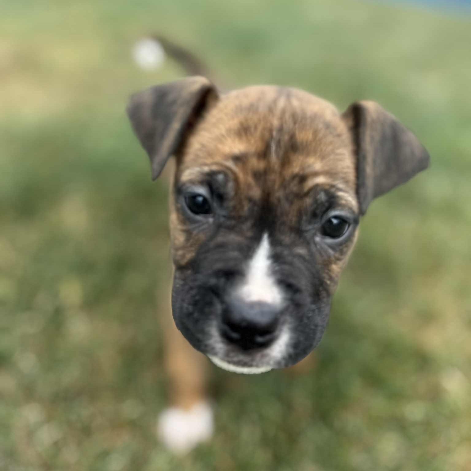Knox