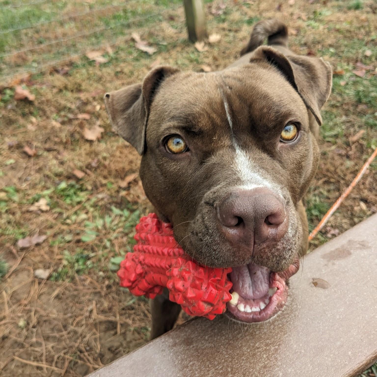 Enlarge Dior, a Adoptable Pit Bull Terrier in Phoenixville, PA image 2/6