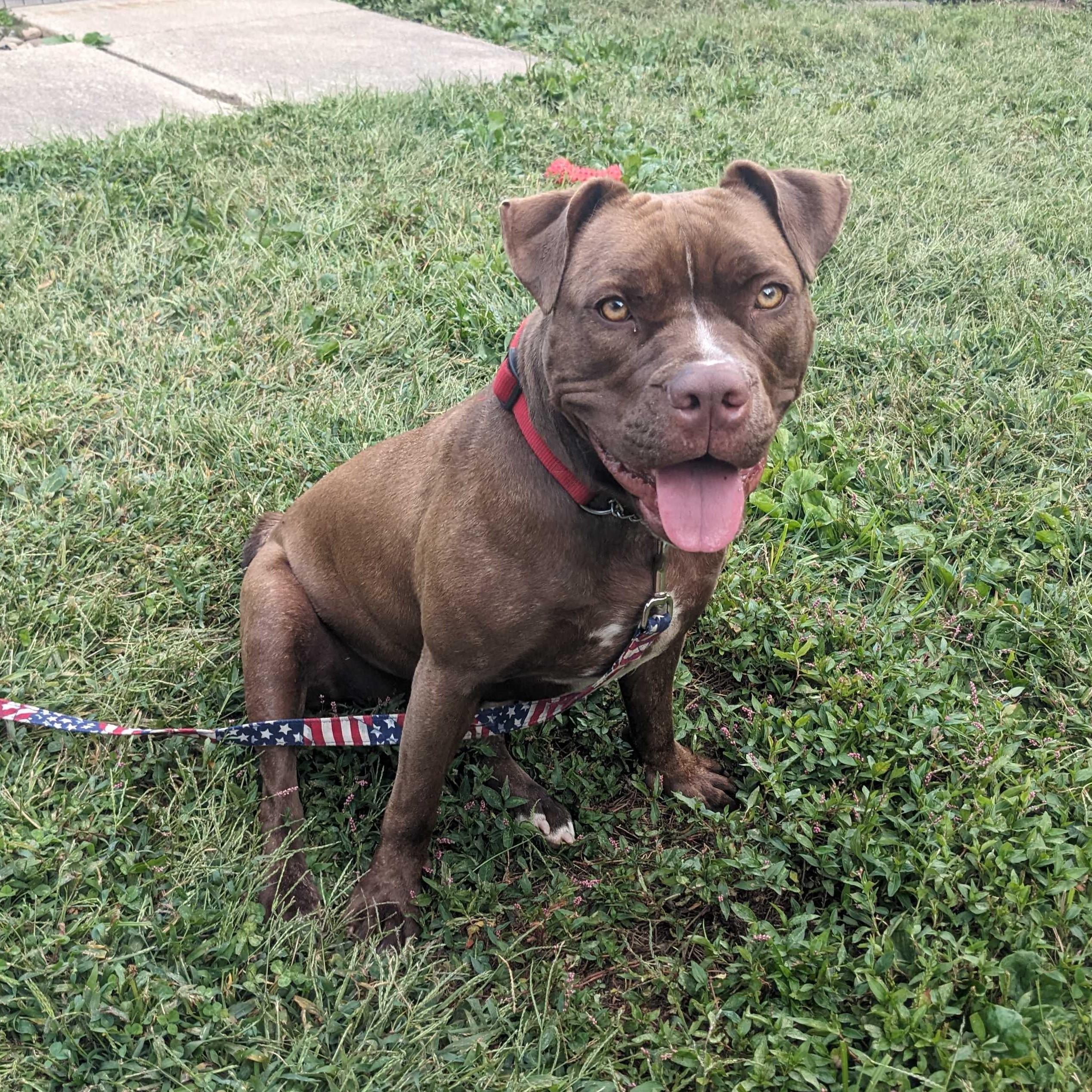 Enlarge Dior, a Adoptable Pit Bull Terrier in Phoenixville, PA image 3/6