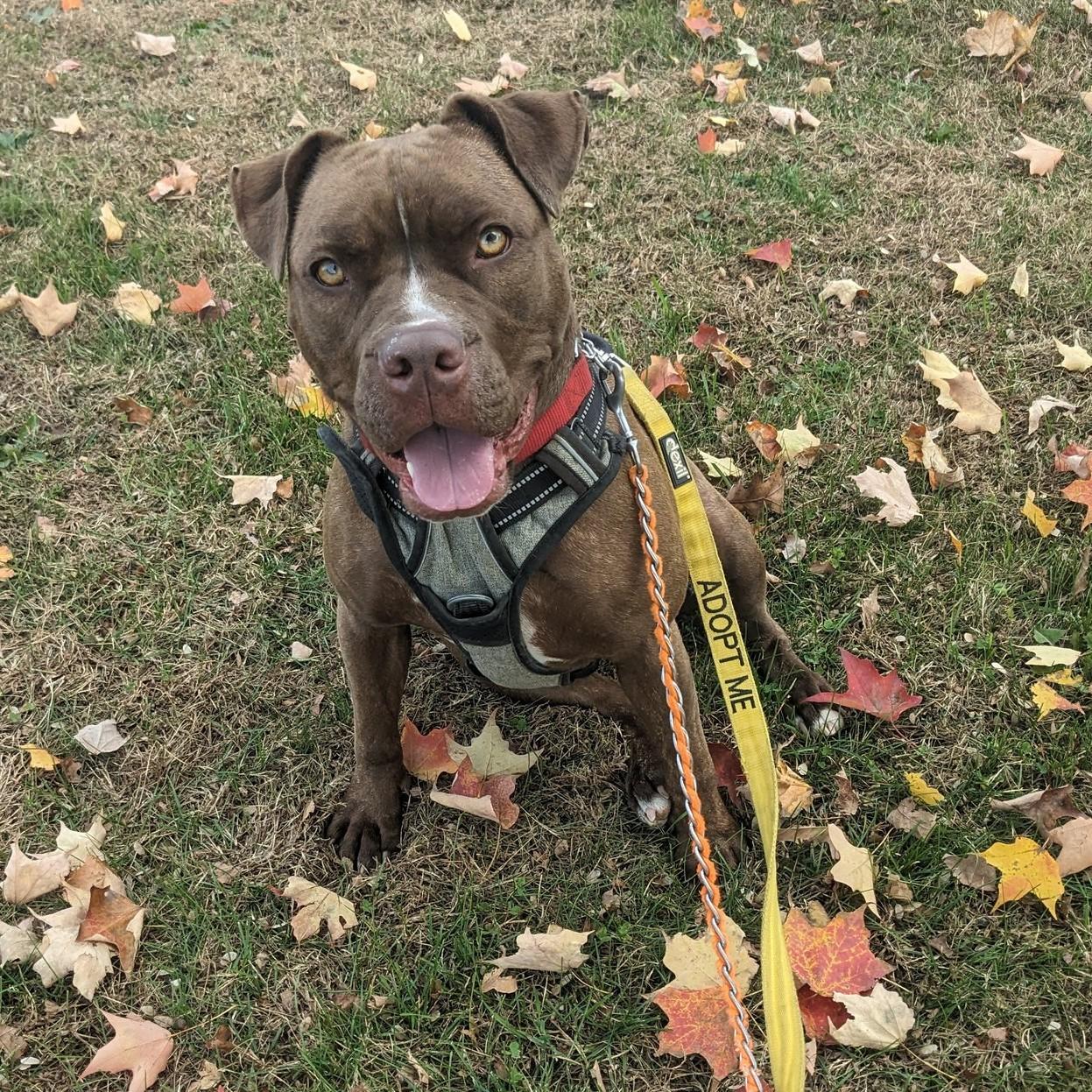 Enlarge Dior, a Adoptable Pit Bull Terrier in Phoenixville, PA image 1/6