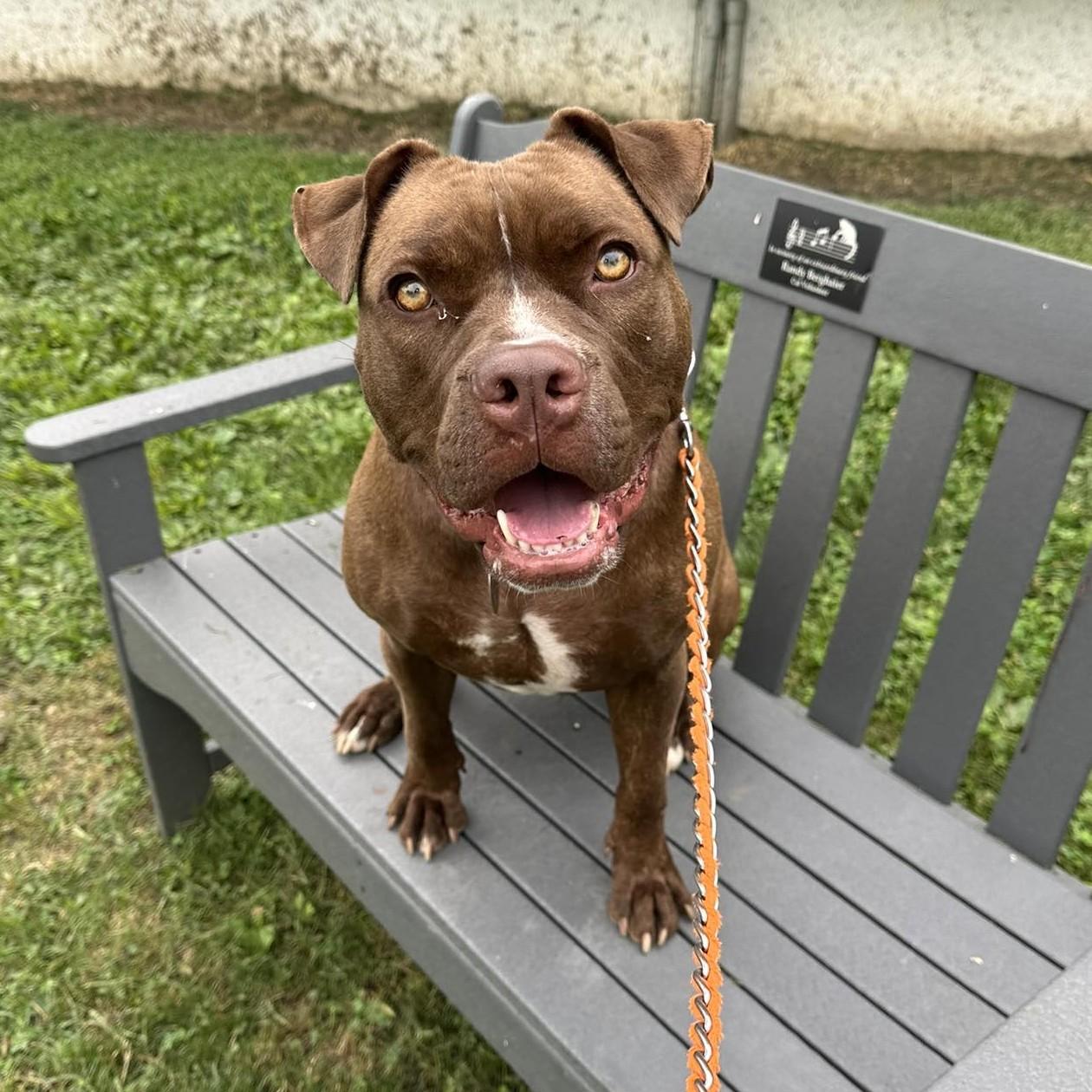 Enlarge Dior, a Adoptable Pit Bull Terrier in Phoenixville, PA image 5/6