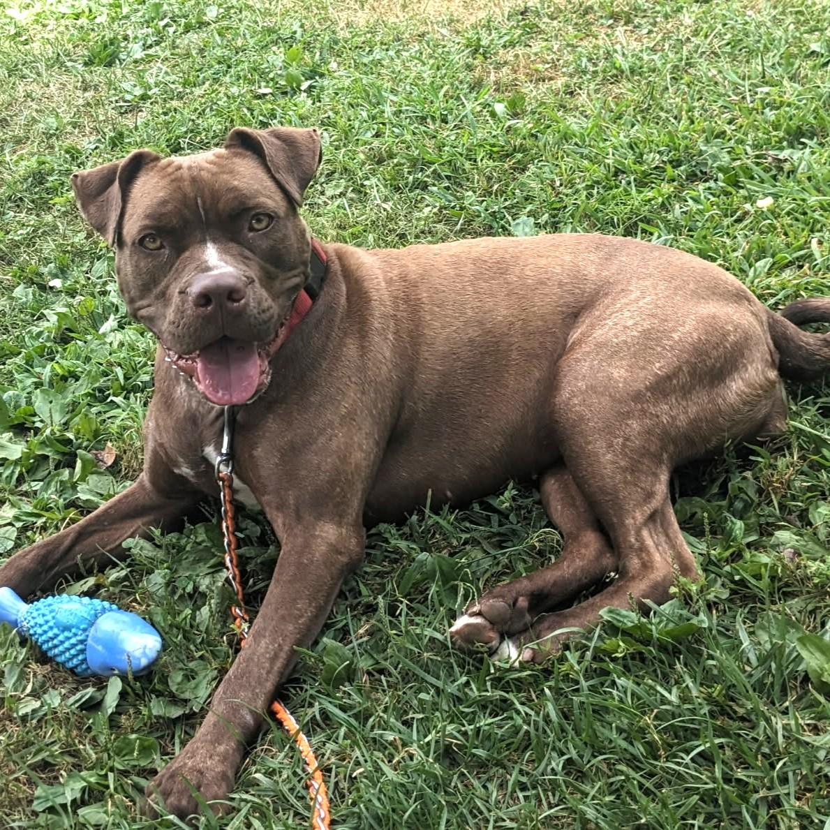 Enlarge Dior, a Adoptable Pit Bull Terrier in Phoenixville, PA image 4/6