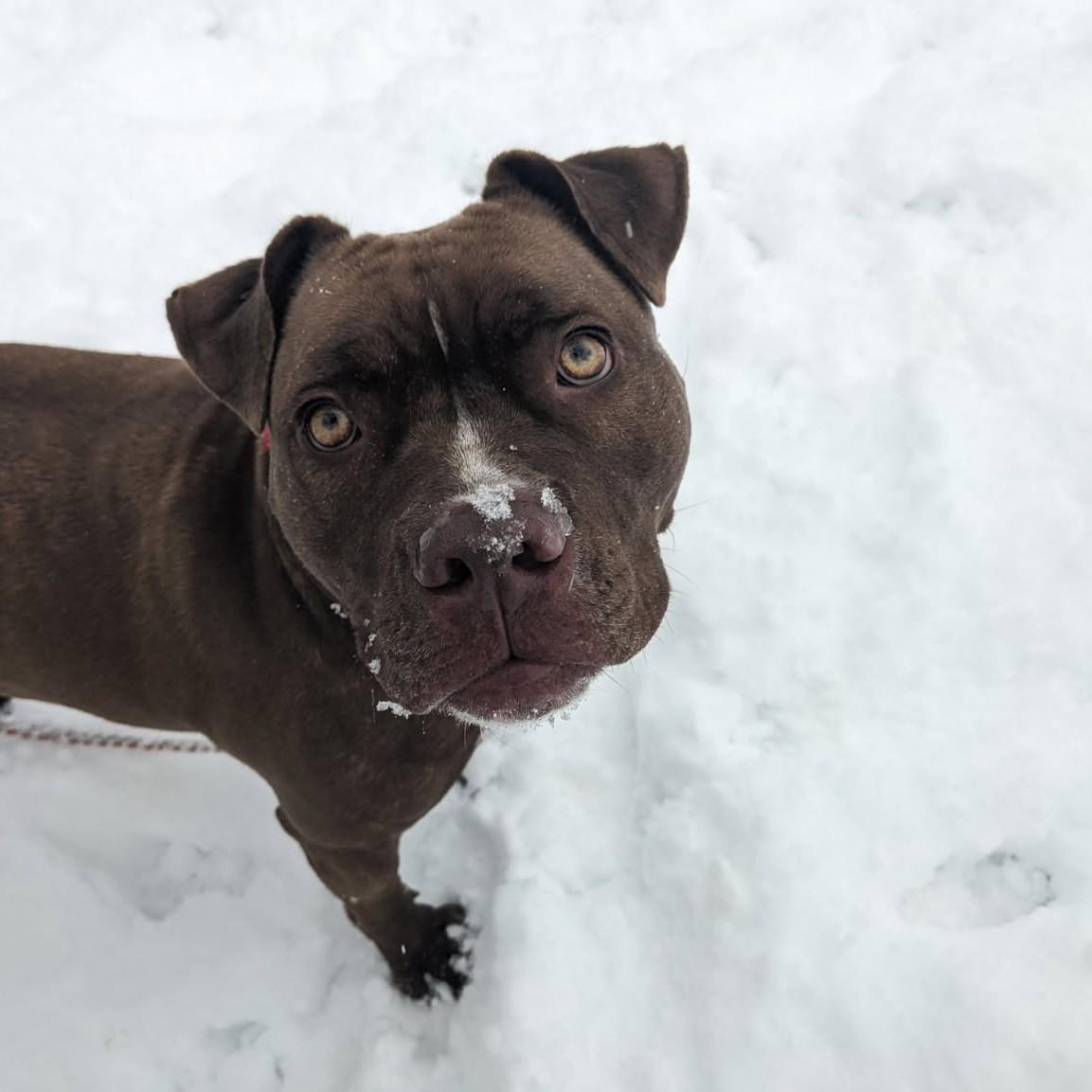 Enlarge Dior, a Adoptable Pit Bull Terrier in Phoenixville, PA image 1/6
