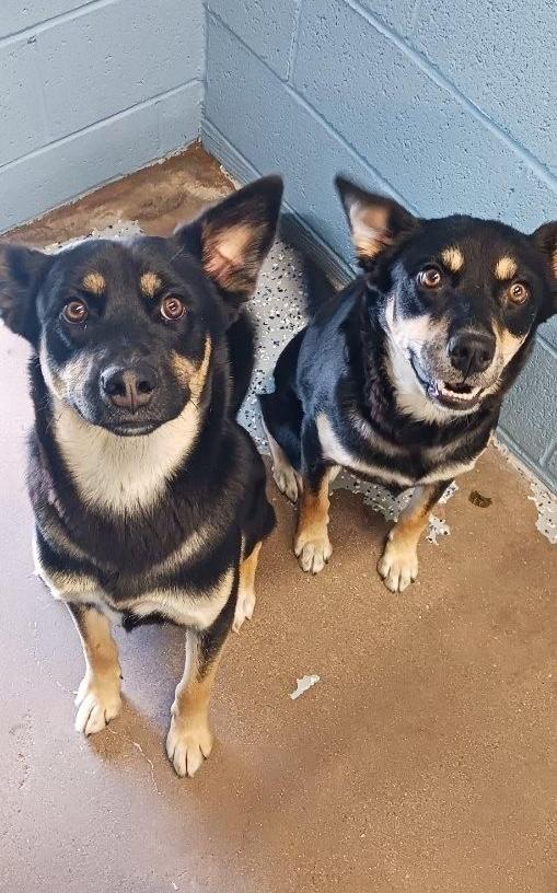 Enlarge Jan and Marcia, a Adoptable Australian Kelpie in Benson, AZ image 1/1