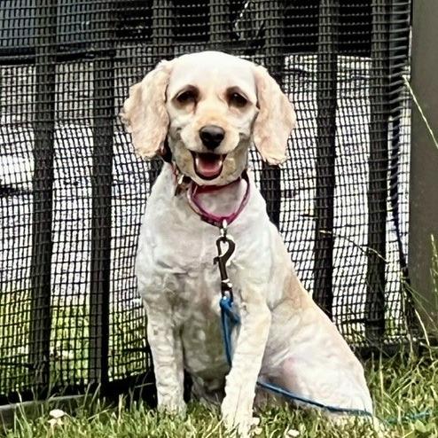 Enlarge Flora, a Adoptable Cockapoo in Sinking Spring, PA image 1/6