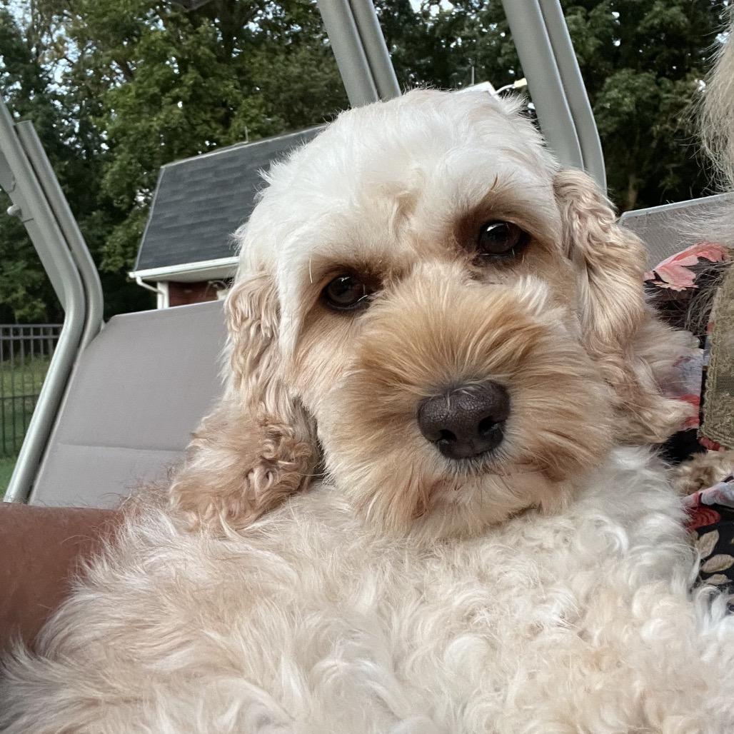 Enlarge Flora, a Adoptable Cockapoo in Sinking Spring, PA image 2/6