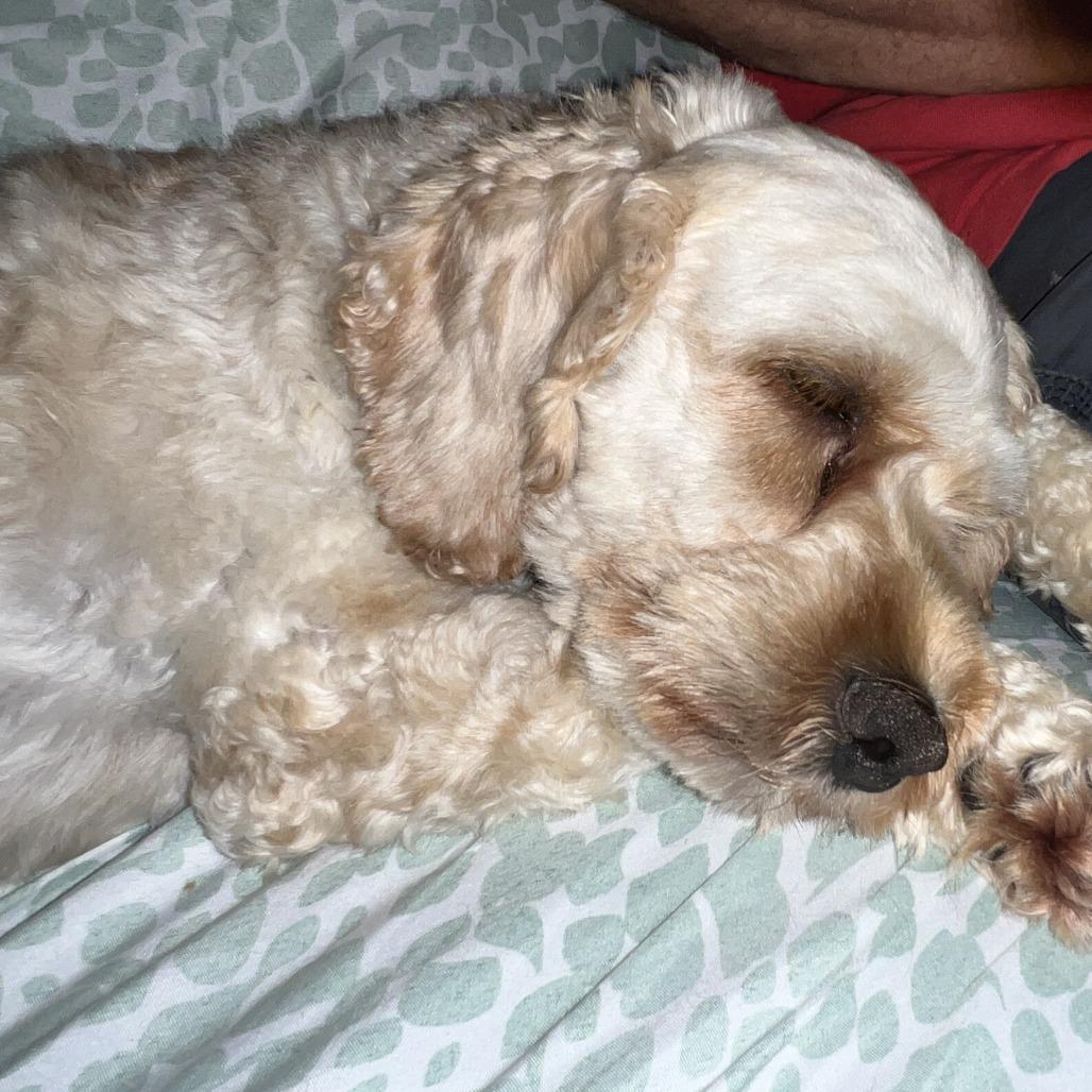 Enlarge Flora, a Adoptable Cockapoo in Sinking Spring, PA image 3/6