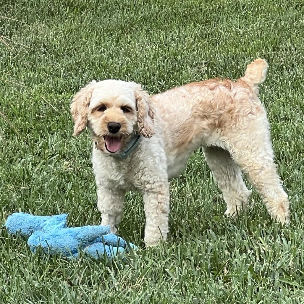 Enlarge Flora, a Adoptable Cockapoo in Sinking Spring, PA image 4/6