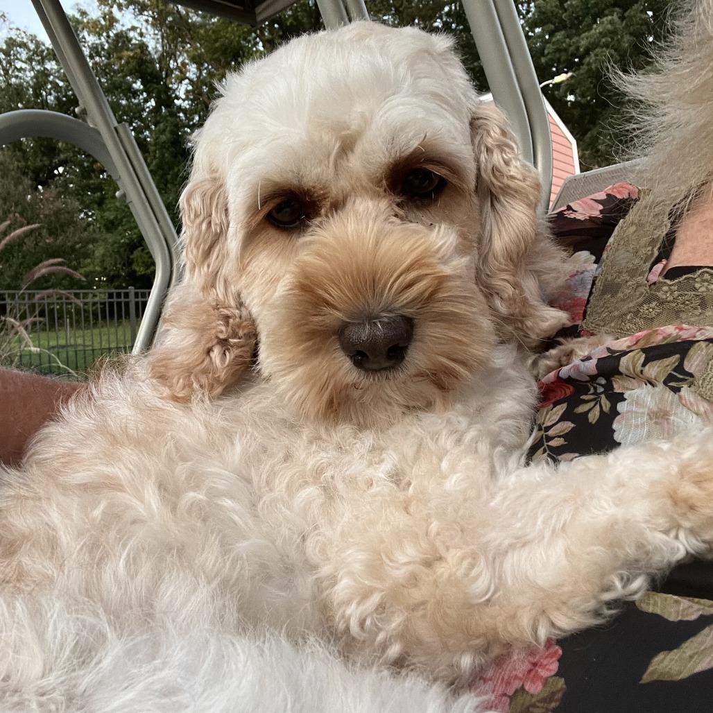 Enlarge Flora, a Adoptable Cockapoo in Sinking Spring, PA image 5/6