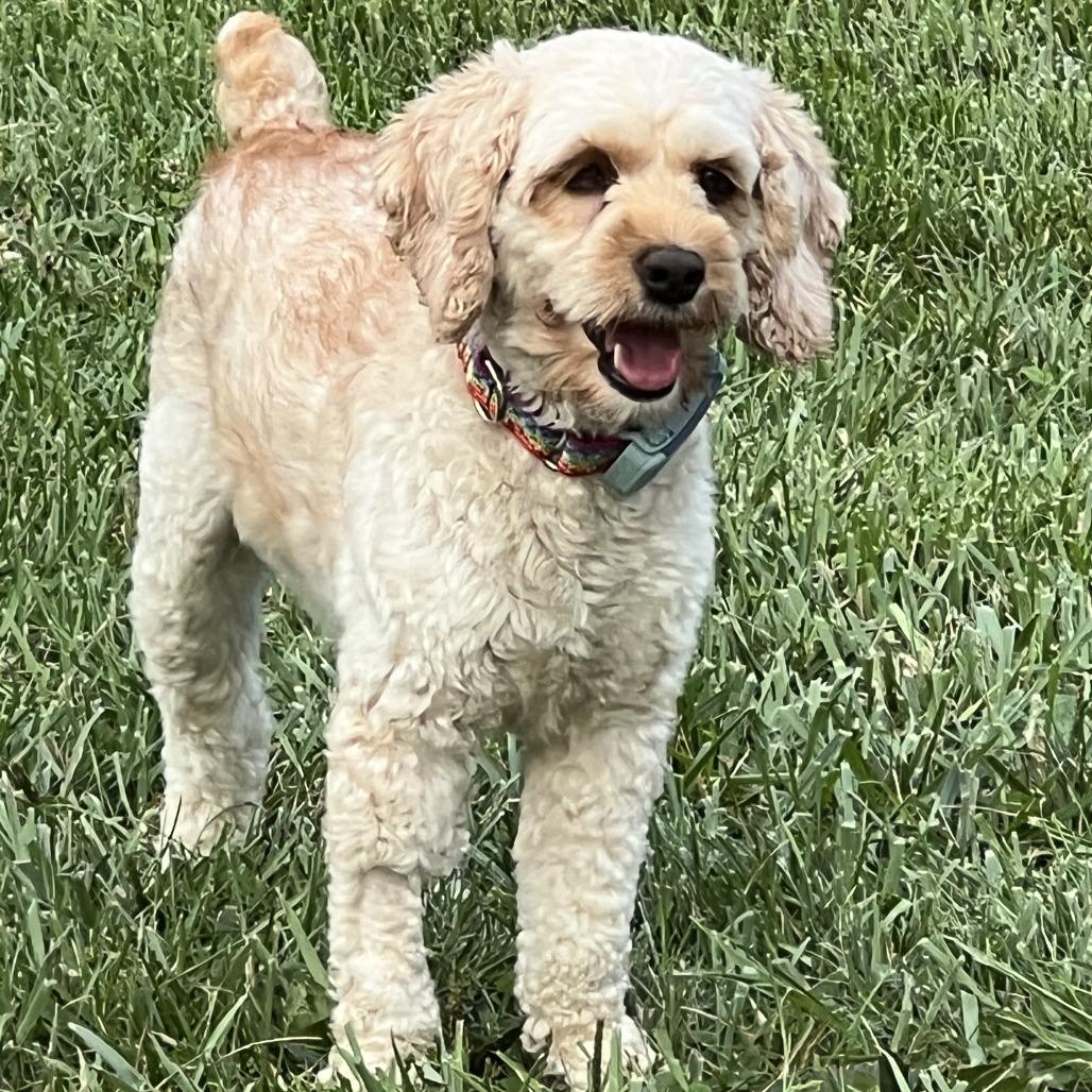 Enlarge Flora, a Adoptable Cockapoo in Sinking Spring, PA image 6/6