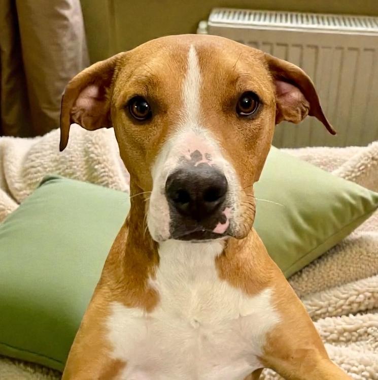 Cooper, ADOPTABLE, Young Male Labrador Retriever & Mixed Breed.