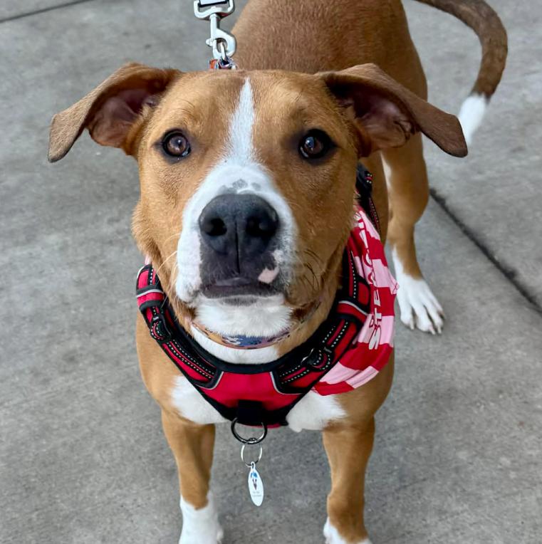 Enlarge Cooper, an adopted mixed breed in Mead, CO image 1/2
