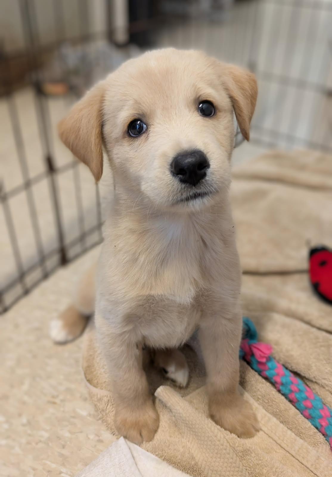 4th of July puppies