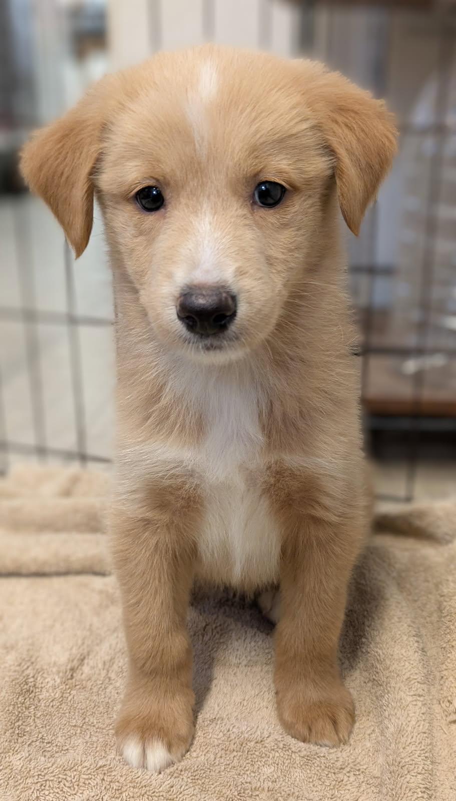 4th of July puppies
