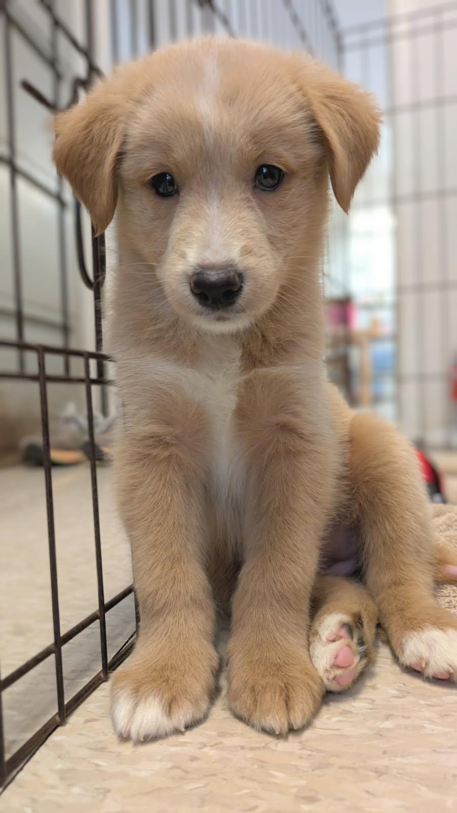 4th of July puppies