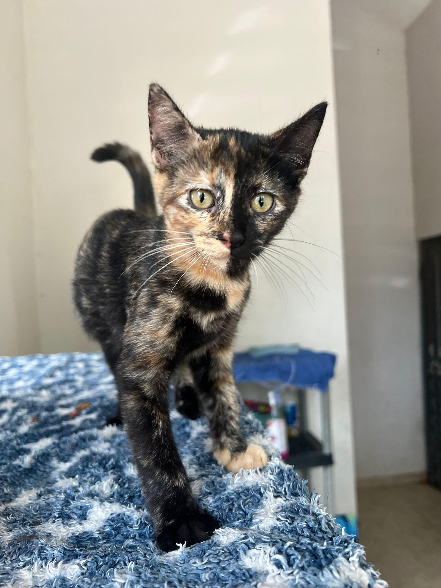 Enlarge Katniss, an adopted Domestic Short Hair in Elwood, NJ image 5/5