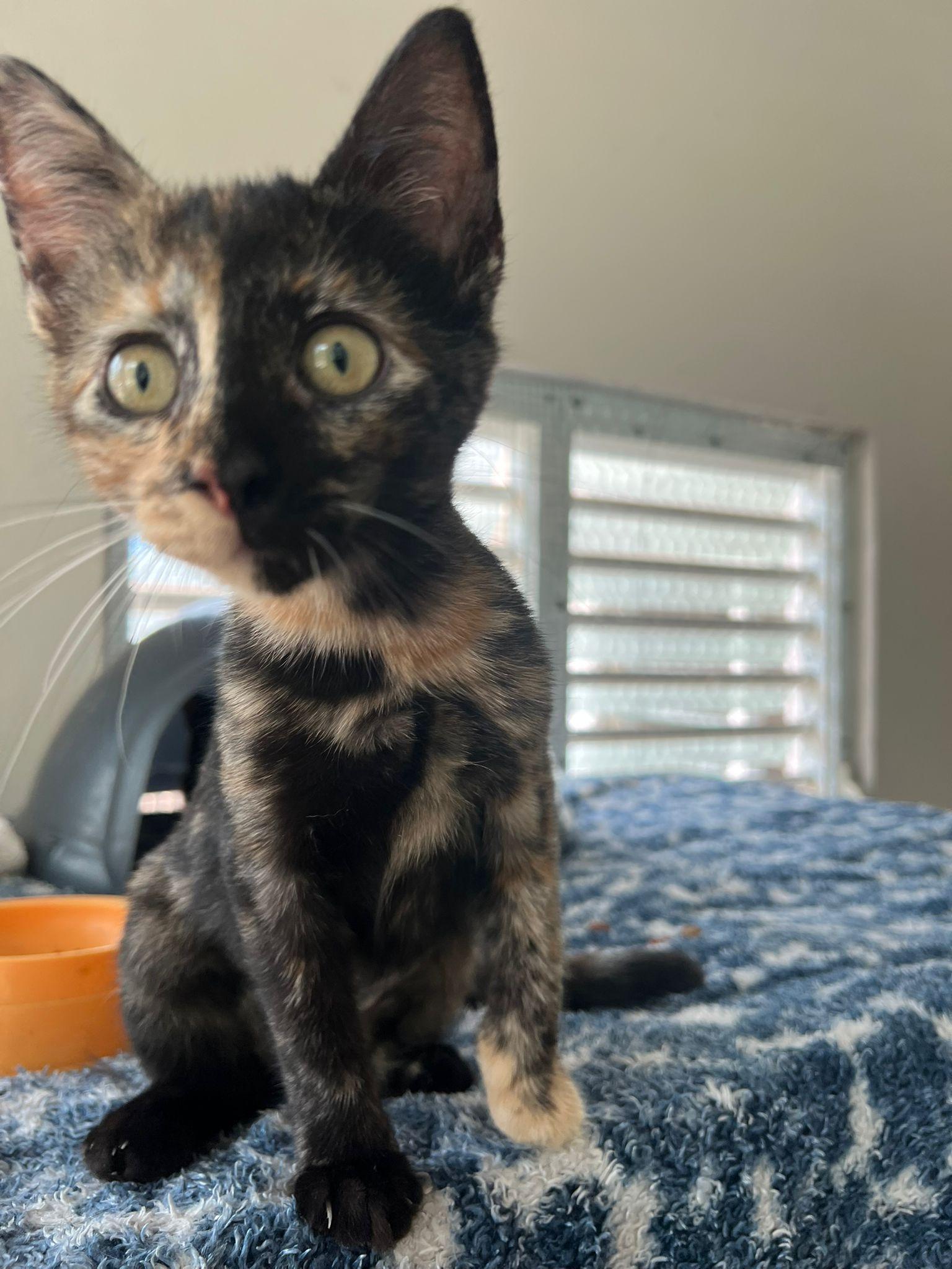 Enlarge Katniss, an adopted Domestic Short Hair in Elwood, NJ image 1/5