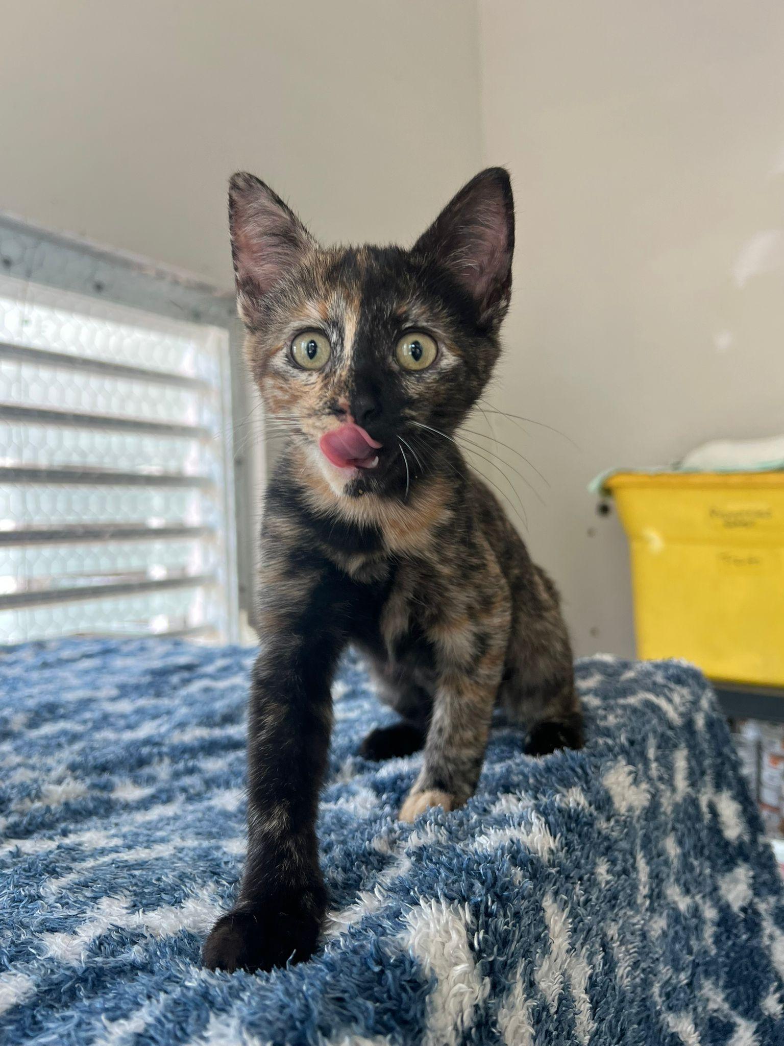 Enlarge Katniss, an adopted Domestic Short Hair in Elwood, NJ image 2/5