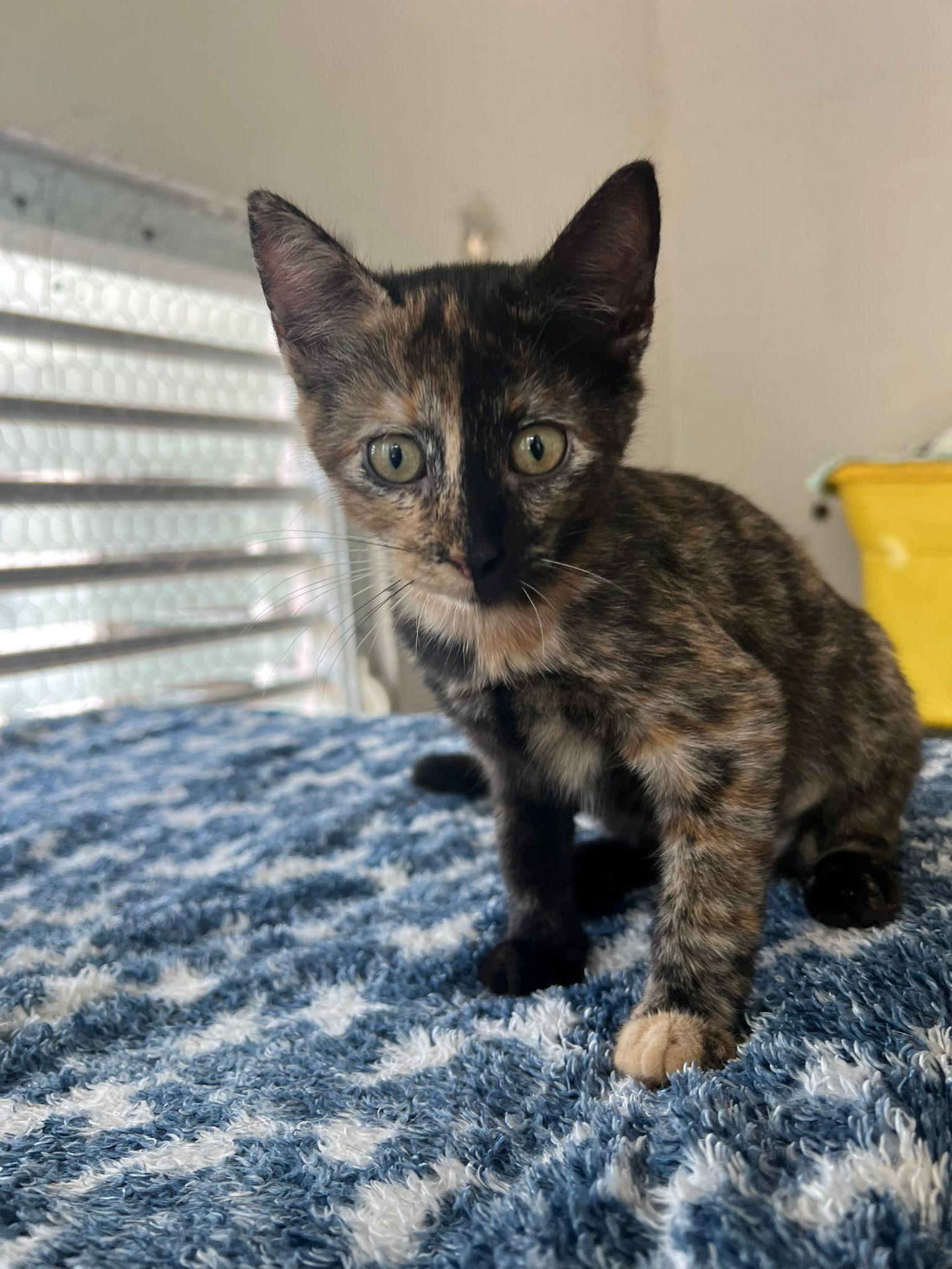 Enlarge Katniss, an adopted Domestic Short Hair in Elwood, NJ image 3/5