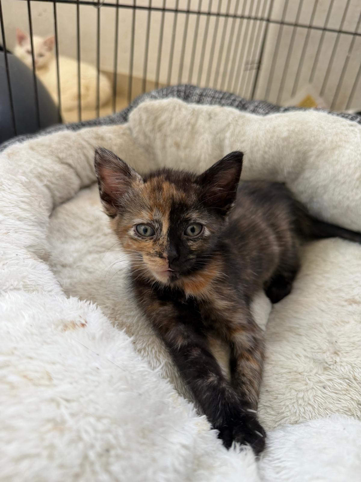 Enlarge Katniss, an adopted Domestic Short Hair in Elwood, NJ image 4/5