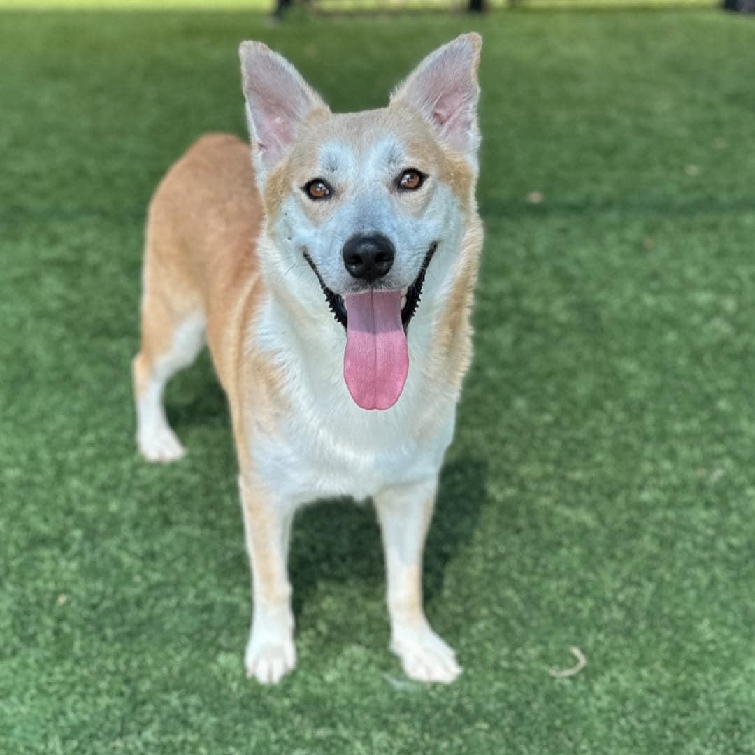 Mona, Adult Female Mixed Breed