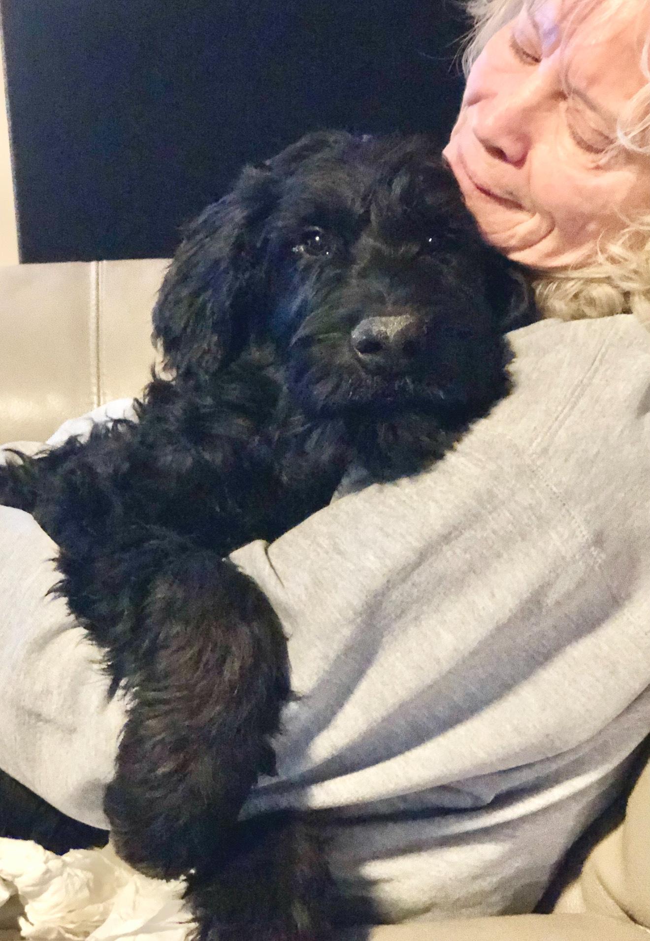 Beautiful Black Giant Schnauzer Female Puppy Available, an adoptable Giant Schnauzer in Encino, CA image 1/3