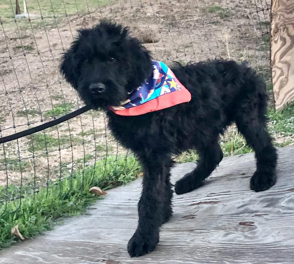 Beautiful Black Giant Schnauzer Female Puppy Available, an adoptable Giant Schnauzer in Encino, CA image 2/3
