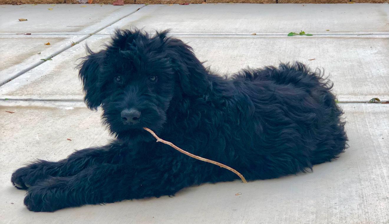 Beautiful Black Giant Schnauzer Female Puppy Available, an adoptable Giant Schnauzer in Encino, CA image 3/3