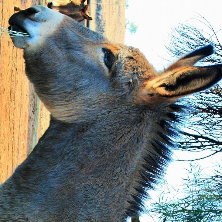 Truly Julie- duplicate from success page, adopted, Adult Female Donkey.