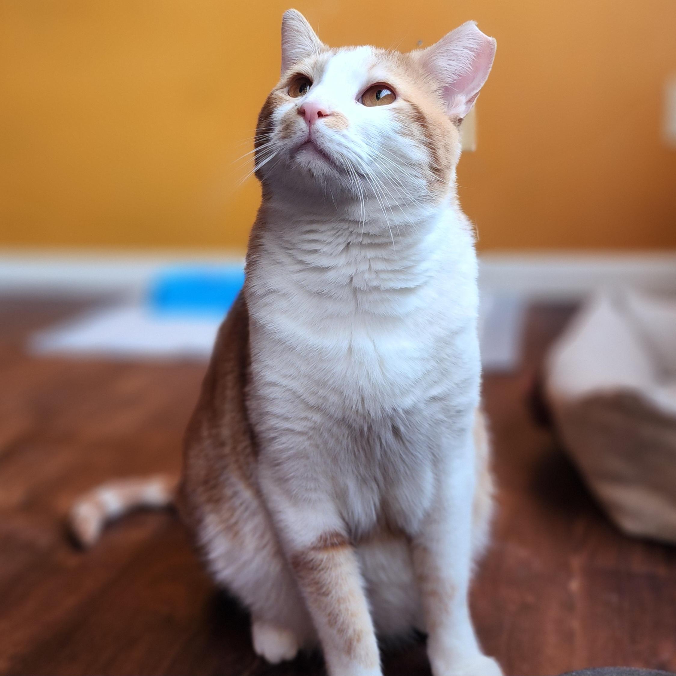 Handsome Jancy, a Adoptable Domestic Short Hair in Philadelphia , PA image 2/6