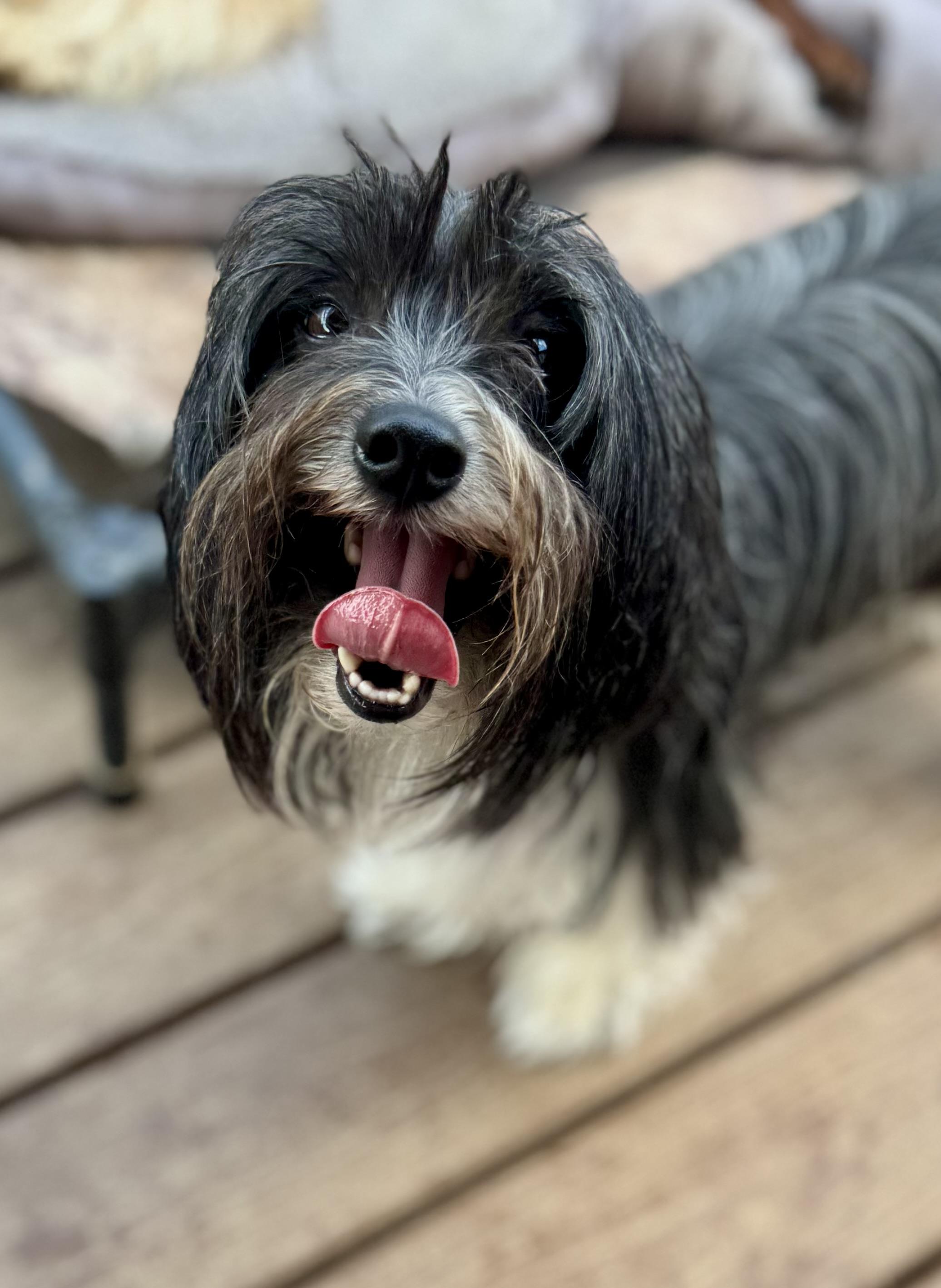 Dozer, ADOPTABLE, Adult Male Chinese Crested Dog.