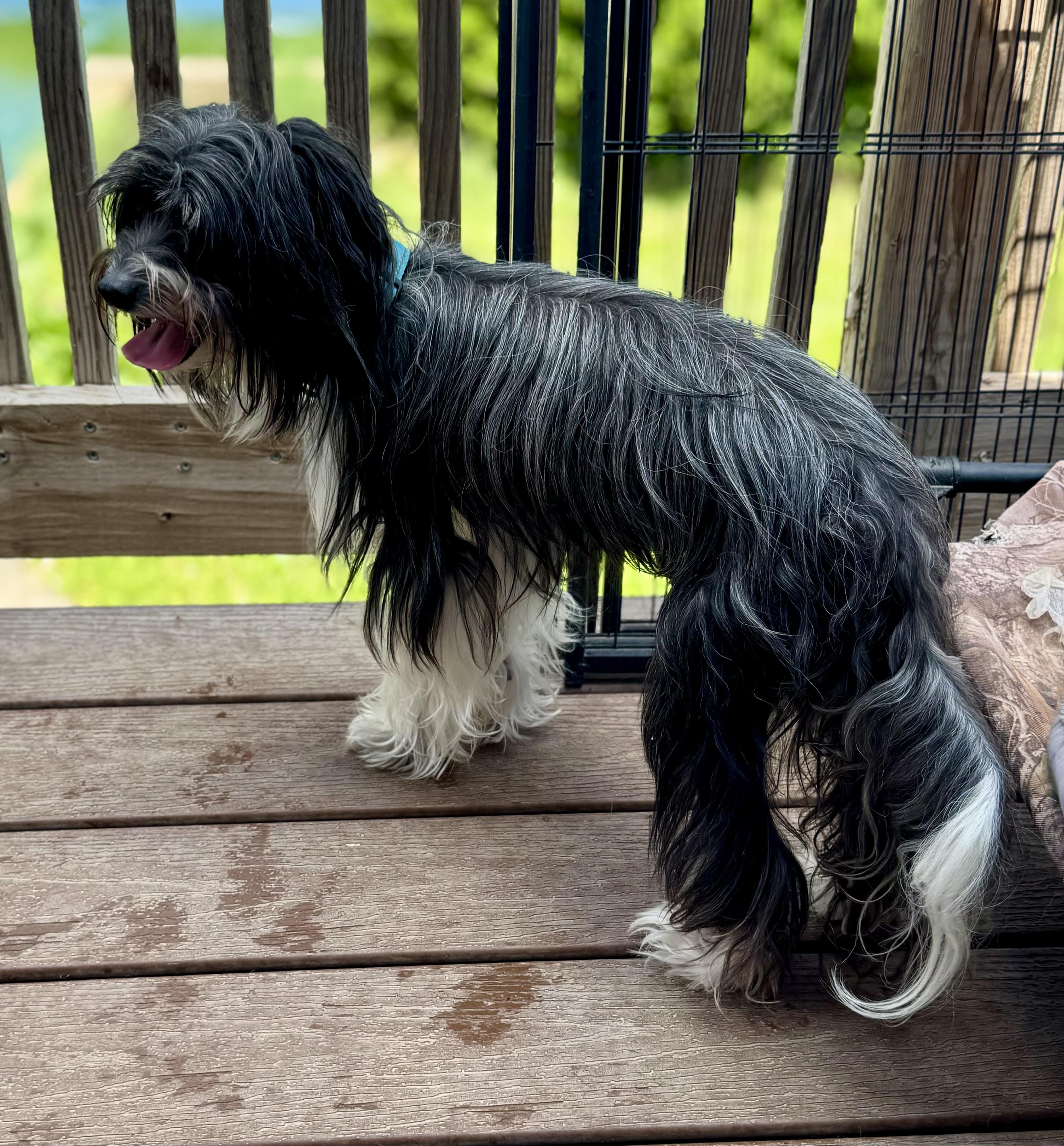 Dozer, a ADOPTABLE Chinese Crested Dog in Washington, MO image 3/3