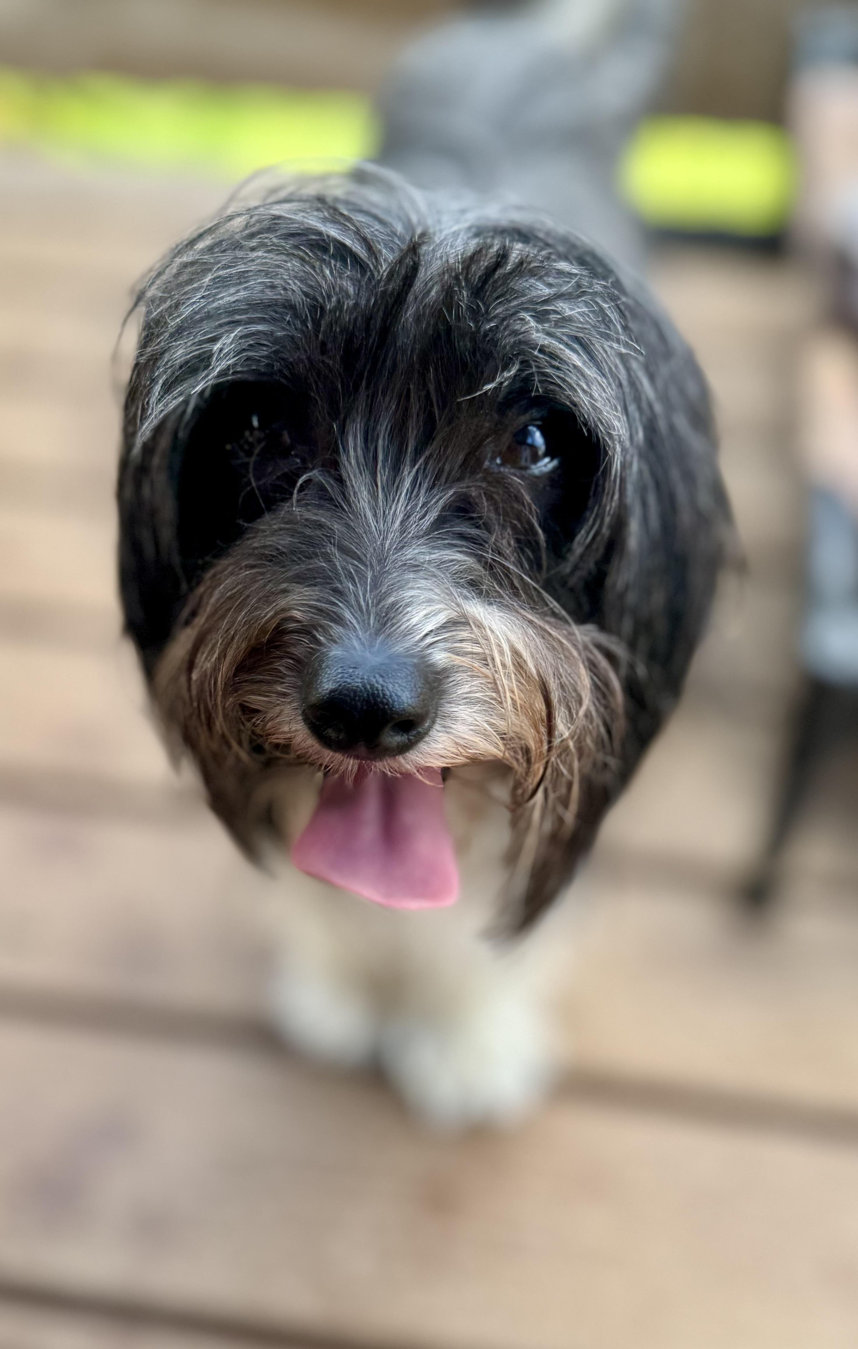 Dozer, a ADOPTABLE Chinese Crested Dog in Washington, MO image 2/3