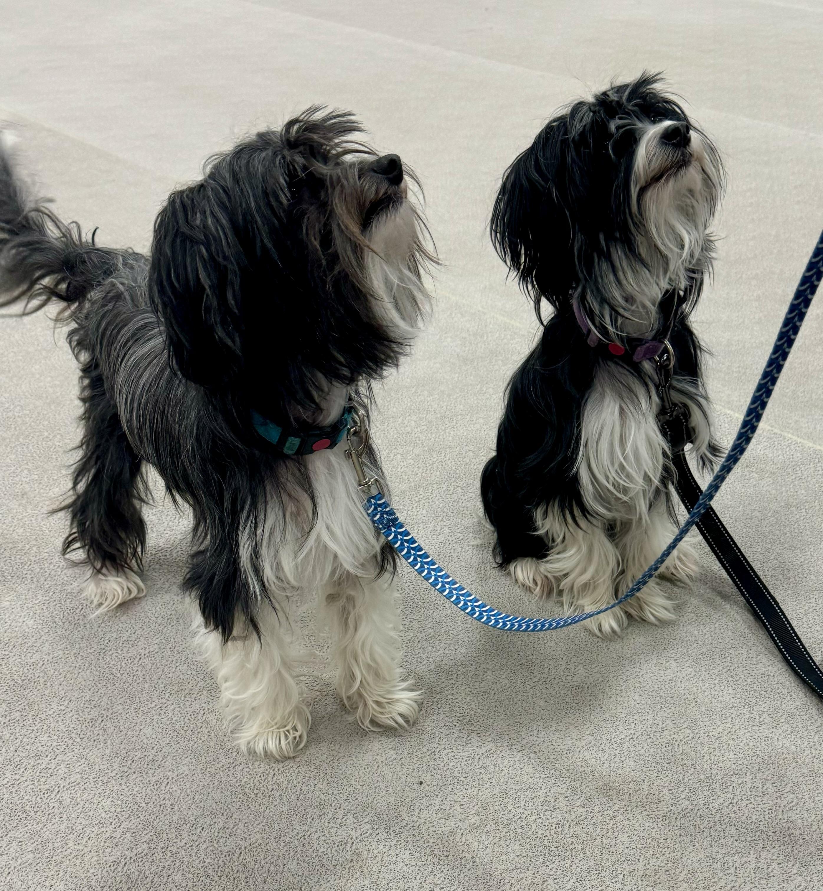 Lily Rose and Dozer, ADOPTABLE, Adult Male Chinese Crested Dog.