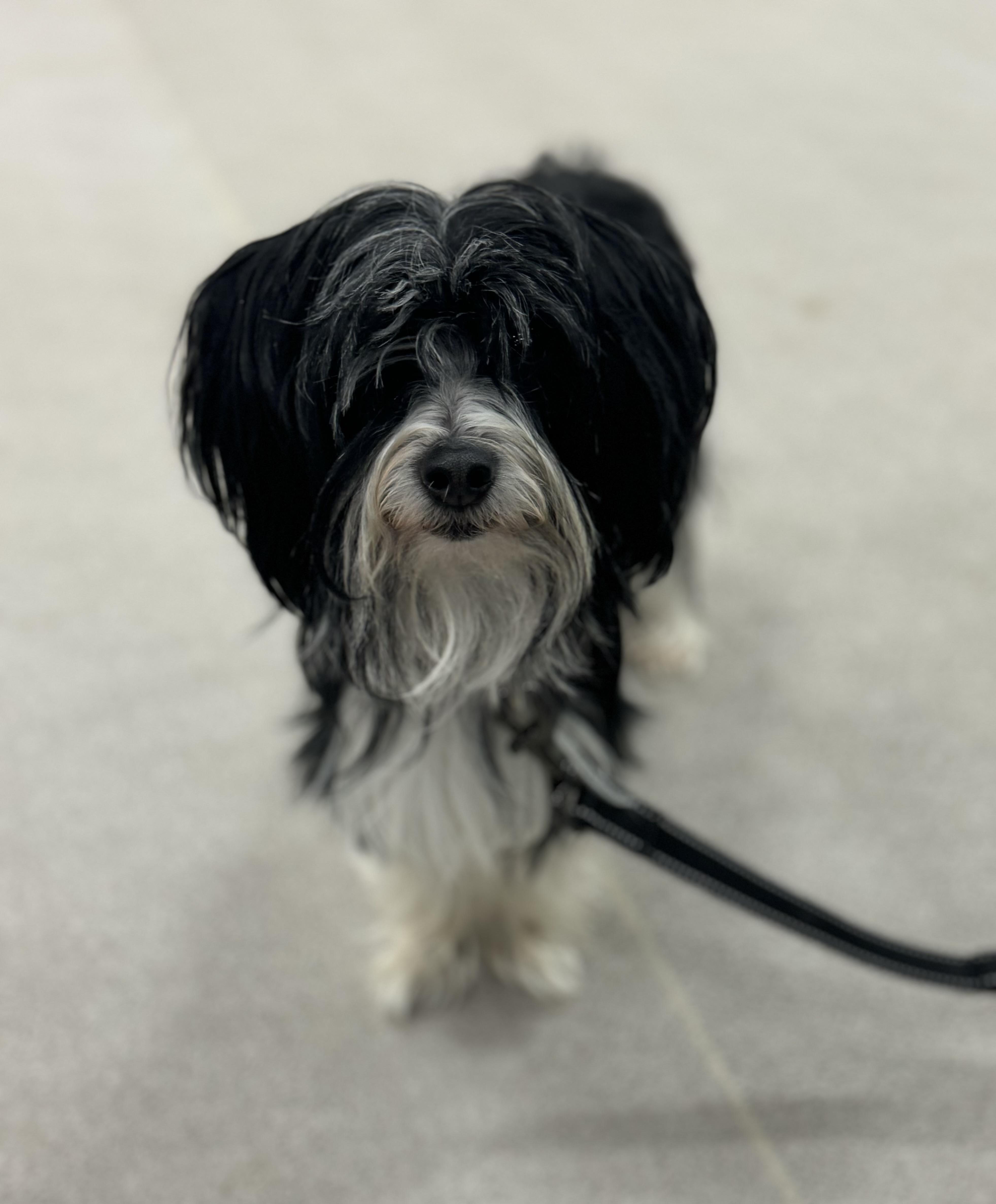Dozer, ADOPTABLE, Adult Male Chinese Crested Dog.