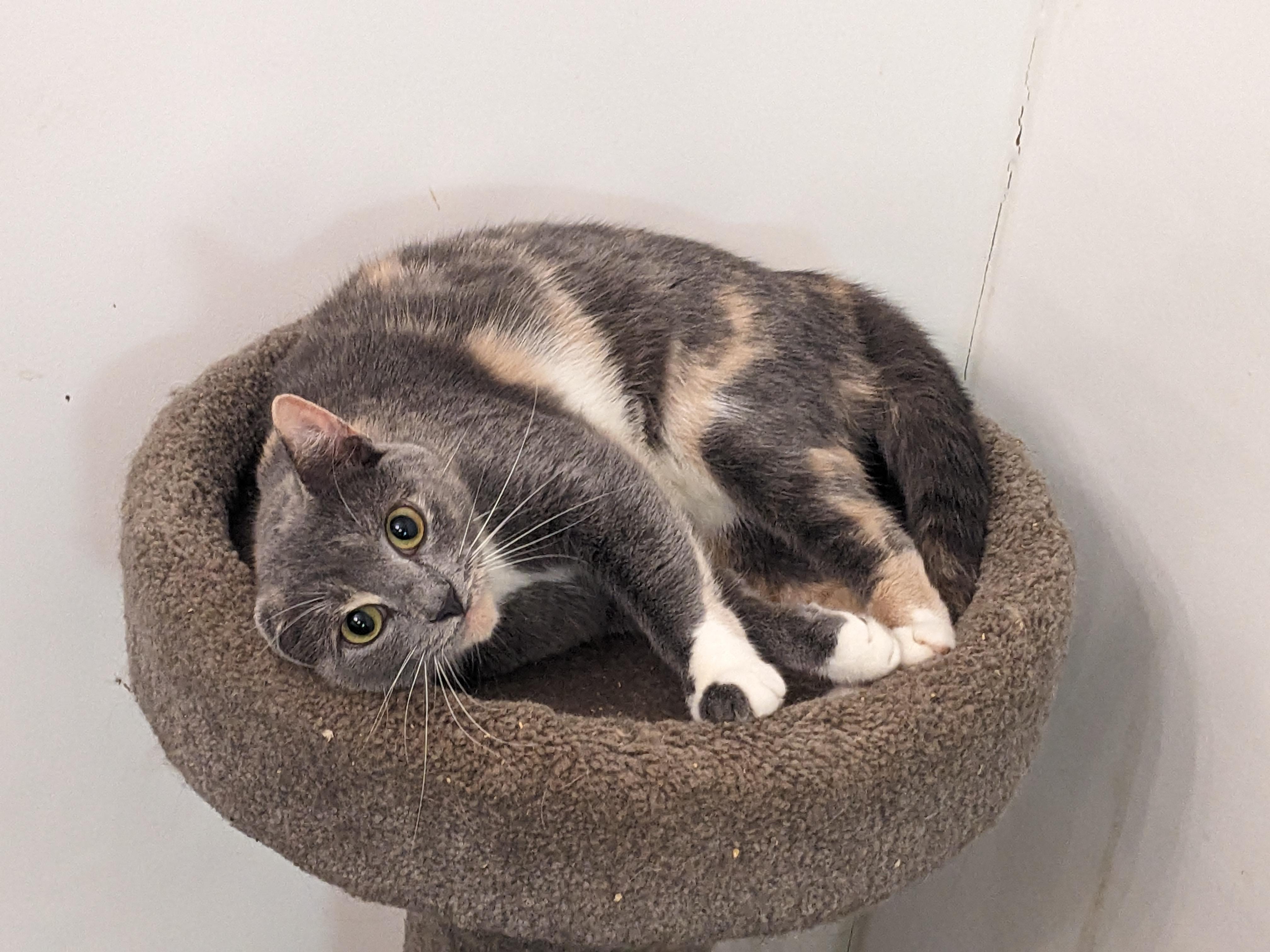 Olivia, a ADOPTABLE Domestic Short Hair in Rocky Ridge, MD image 1/2