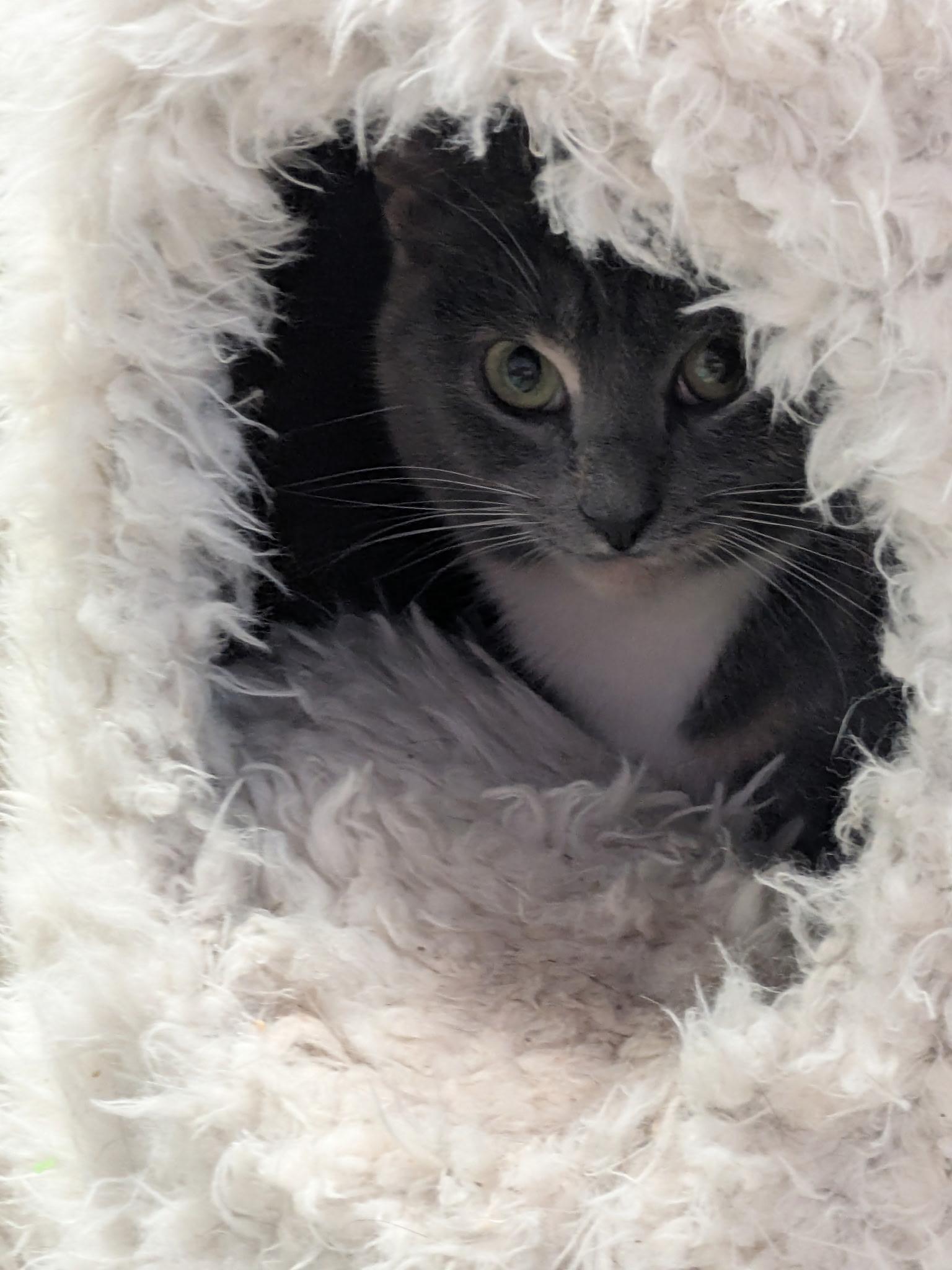 Olivia, a ADOPTABLE Domestic Short Hair in Rocky Ridge, MD image 2/2