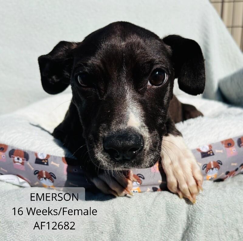 Enlarge Emerson, a Adoptable Pit Bull Terrier in Supply, NC image 1/2