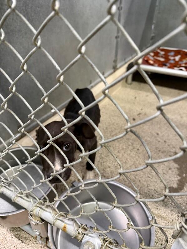 Enlarge Emerson, a Adoptable Pit Bull Terrier in Supply, NC image 2/2