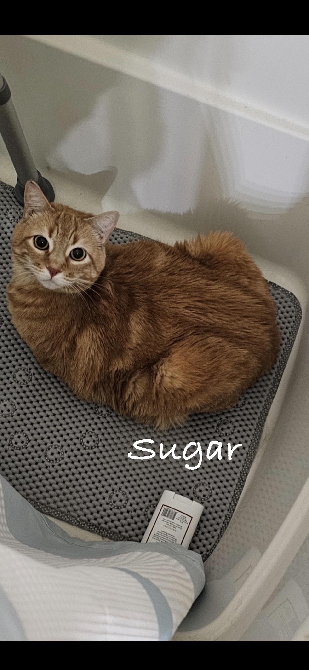 Sugar, ADOPTABLE, Senior Female Domestic Short Hair.
