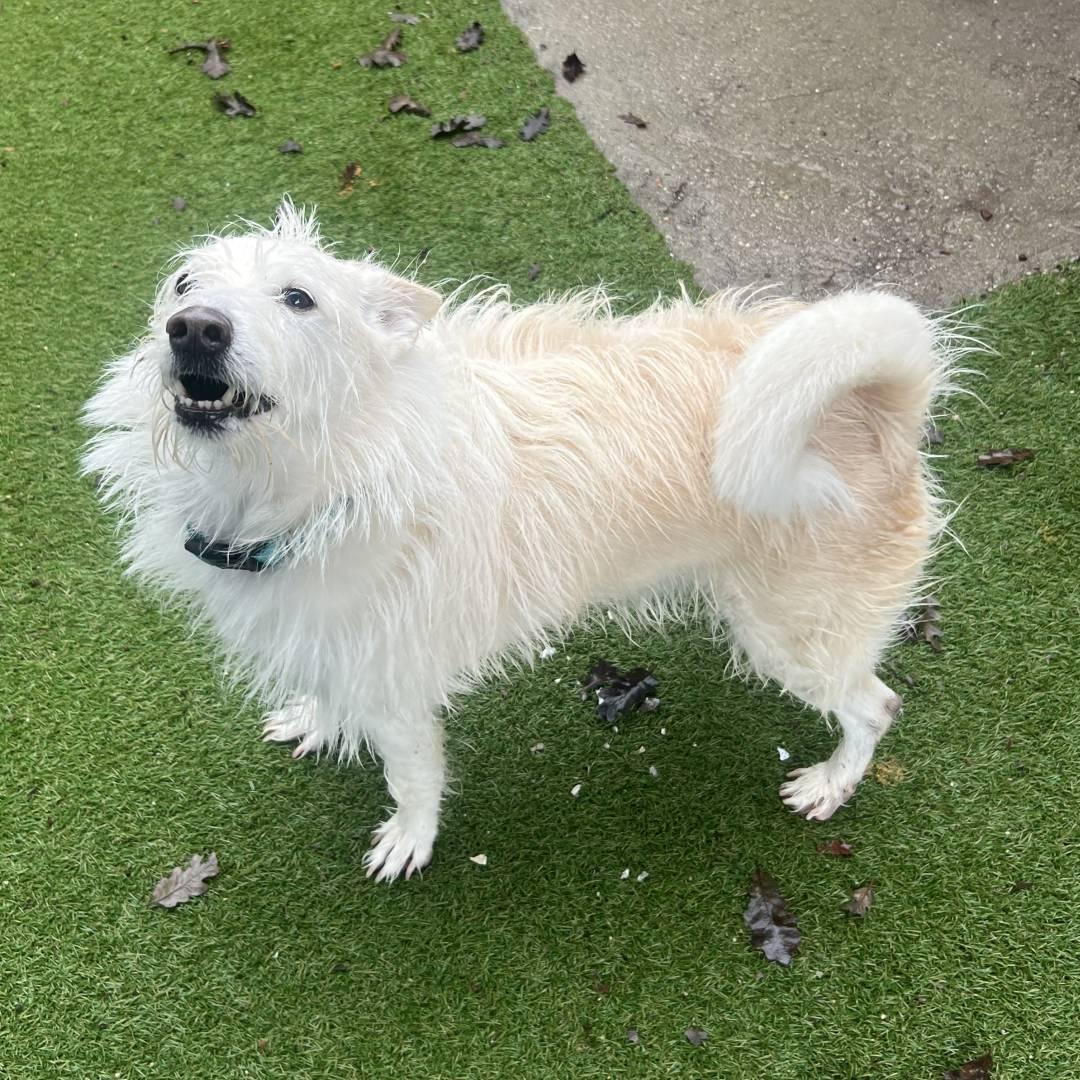 Enlarge Rizzo, a ADOPTABLE mixed breed in Burbank, CA image 2/3