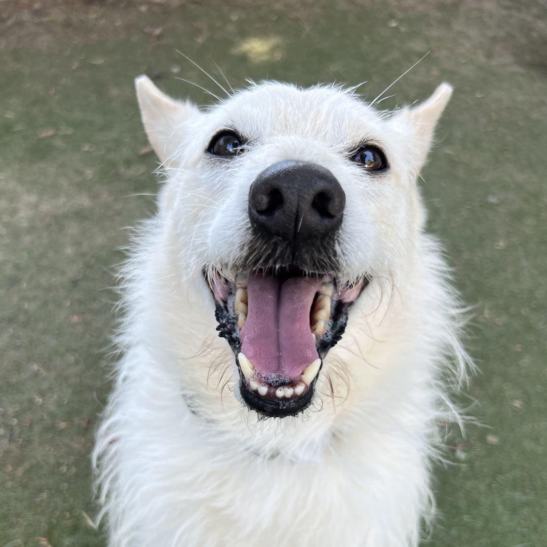 Enlarge Rizzo, a ADOPTABLE mixed breed in Burbank, CA image 1/3